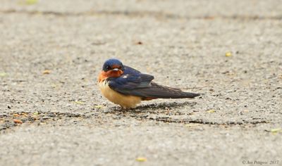 Barn Swallow