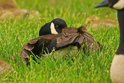 Canada Goose