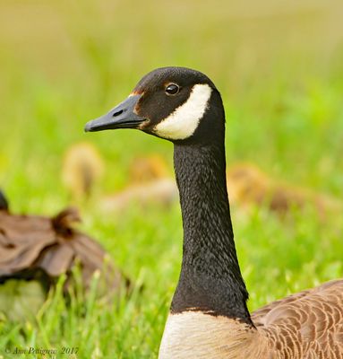 Canada Goose