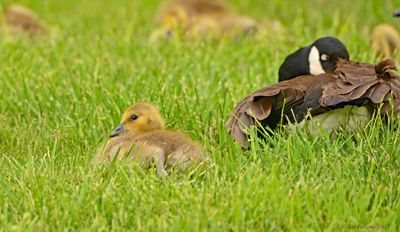 Canada Gosling