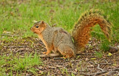 Eastern Fox Squirrel