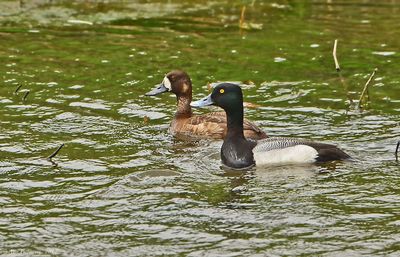 Greater Scaup