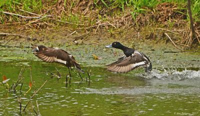Greater Scaup