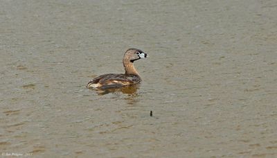 Pied-billed Grebe