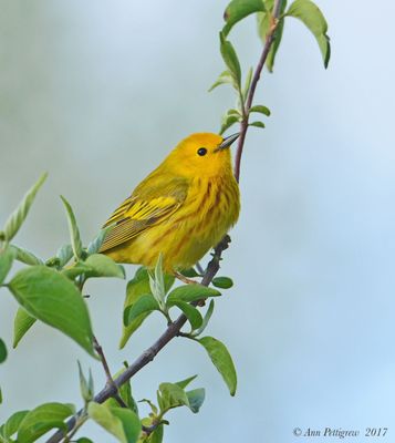 Yellow Warbler
