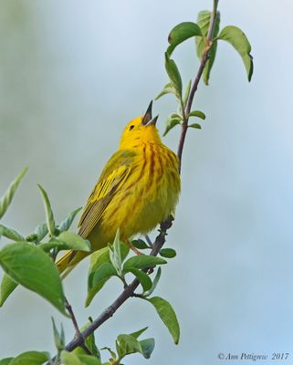 Yellow Warbler