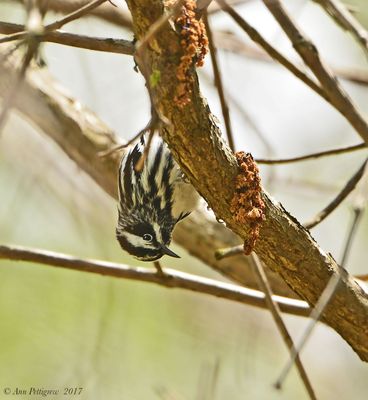 Black-and-white Warbler