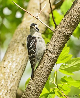 Downy Woodpecker