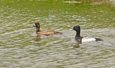 Greater Scaup