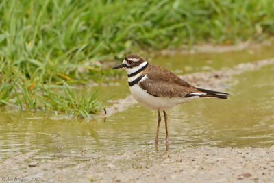 Killdeer