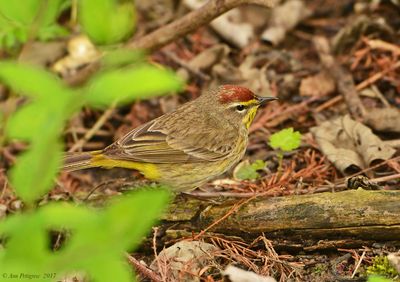 Palm Warbler