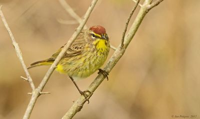 Palm Warbler