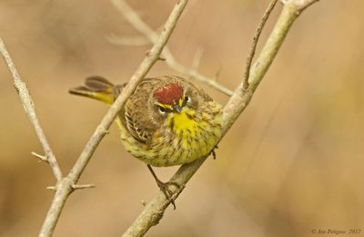 Palm Warbler
