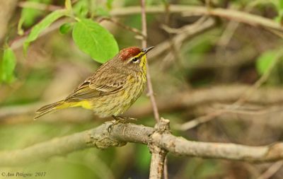 Palm Warbler