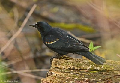 Red-winged Blackbird