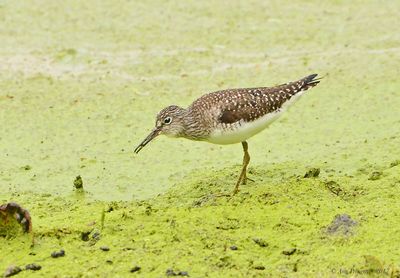 Solitary Sandpiper