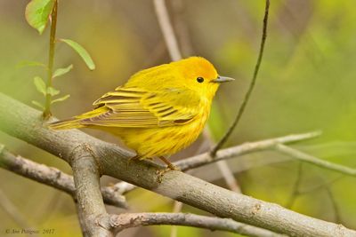 Yellow Warbler
