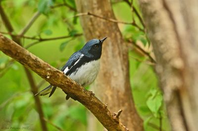 Black-throated Blue Warbler