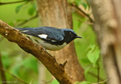 Black-throated Blue Warbler