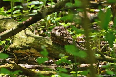 Common Nighthawk 