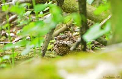 Common Nighthawk 