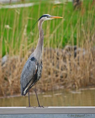 Great Blue Heron