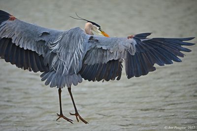 Great Blue Heron