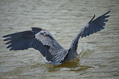 Great Blue Heron