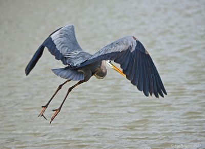 Great Blue Heron
