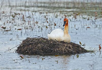 Trumpeter Swan