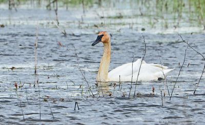 Trumpeter Swan