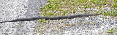 Common Watersnake