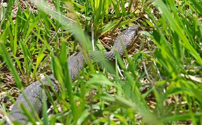 Common Watersnake