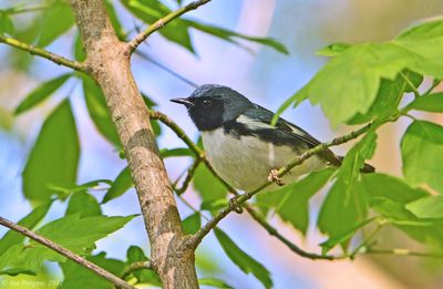 Black-throated Blue Warbler