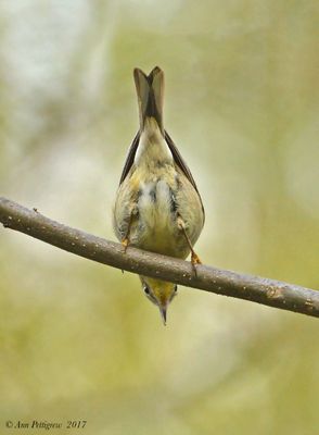 Pine Warbler