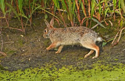 Eastern Cottontail