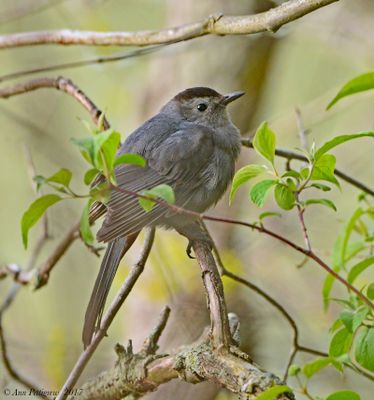 Gray Catbird