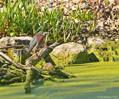 Green Heron