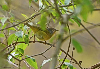 Nashville Warbler