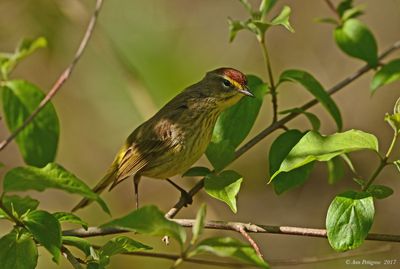Palm Warbler