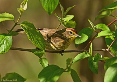 Palm Warbler