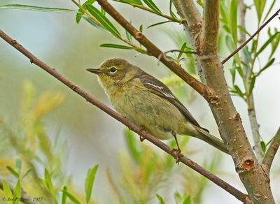 Pine Warbler