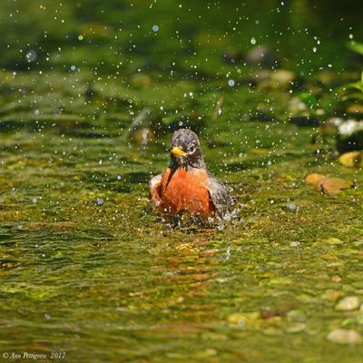 American Robin