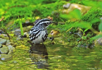 Black-and-white Warbler