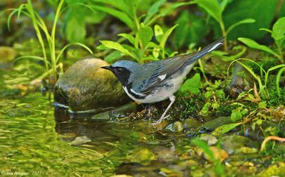 Black-throated Blue Warbler