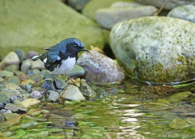 Black-throated Blue Warbler