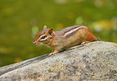Eastern Chipmunk