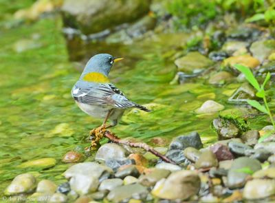 Northern Parula