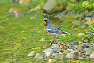 Northern Parula