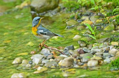 Northern Parula